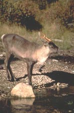 Woodland Caribou