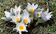 Wild Flowers