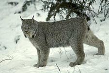 Lynx
